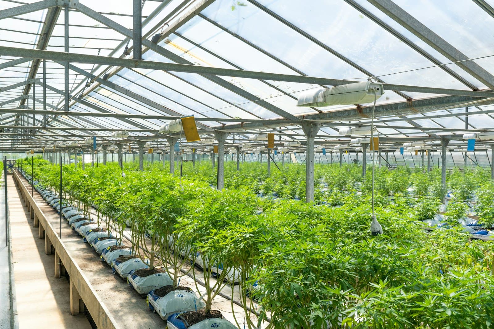 Cannabis & CBD, on the job